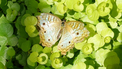 Butterfly 00338