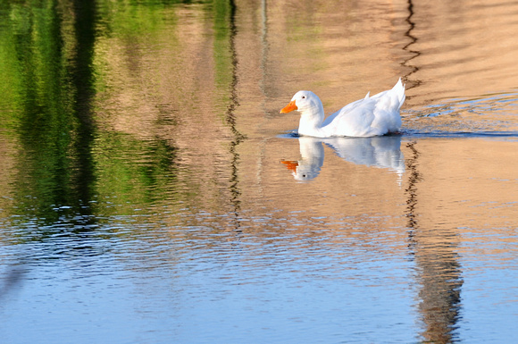white duck at dawn