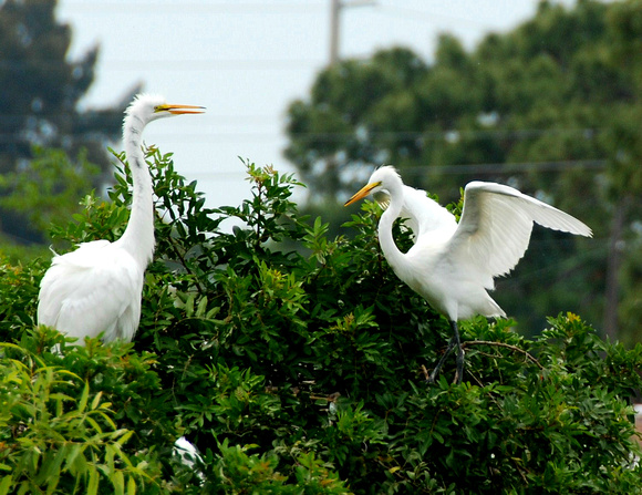 egrets dancee