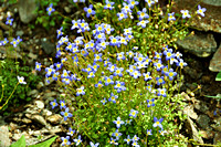 Blue flowers