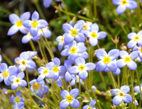 blue flowers close