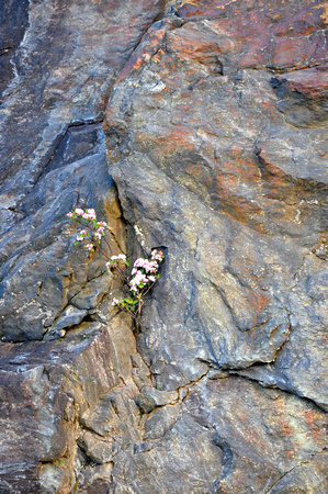 rock flower